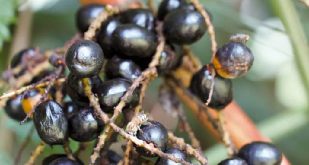 Saw Palmetto Fruits